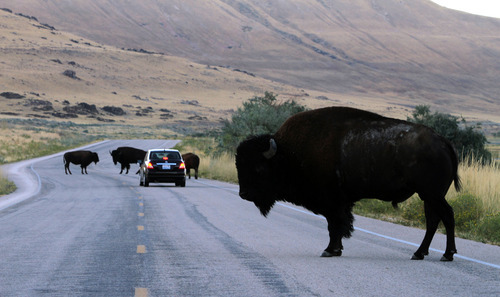Rick Egan   |  The Salt Lake Tribune
A car waits for buffaloes to cross the road  on Antelope Island in 2010.