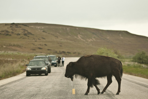 Chris Detrick | The Salt Lake Tribune 
Bison on Antelope Island on Friday, May 27, 2011.