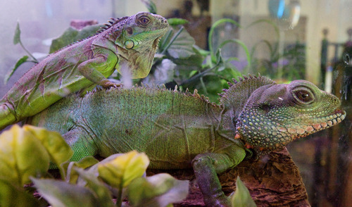 Steve Griffin  |  The Salt Lake Tribune

A pair of iguanas at a reptile rescue shelter operated by Jim Dix out of his West Valley City home.
