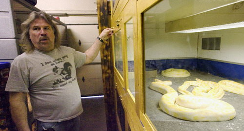 Steve Griffin  |  The Salt Lake Tribune

Jim Dix checks on his albino pythons in his reptile rescue shelter he operates out of his West Valley City home. His is among several west-side homes that will be bulldozed by state road officials to clear a path for the Mountain View Corridor, although actual funding or construction of that portion of the highway has yet to be scheduled.