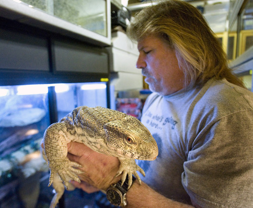 Steve Griffin  |  The Salt Lake Tribune

Jim Dix holds a monitor lizard that he nursed back to health and now lives in his reptile rescue shelter he operates out of his West Valley City home. Dix estimates he helps save about 700 animals a year. His is among several west-side homes that will be bulldozed by state road officials to clear a path for the Mountain View Corridor, although actual funding or construction of that portion of the highway has yet to be scheduled.