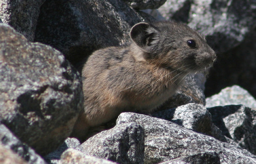 Scott Loarie  |  The Associated Press
An image provided by Stanford University biologist Scott Loarie, shows an American Pika in Aug. 2008 in Desolation Wilderness in El Dorado County, Calif., near Lake Tahoe. Animals across the world are fleeing global warming by moving north and up twice as fast as they were less a decade ago, a new study says. About 2000 species examined are moving away from the equator at an average rate of more than 15 feet per day, about a mile per year, according to a giant study of new and old research in the journal Science published Thursday. Species are also moving up mountains to escape the heat, but more slowly, averaging about four feet a year.