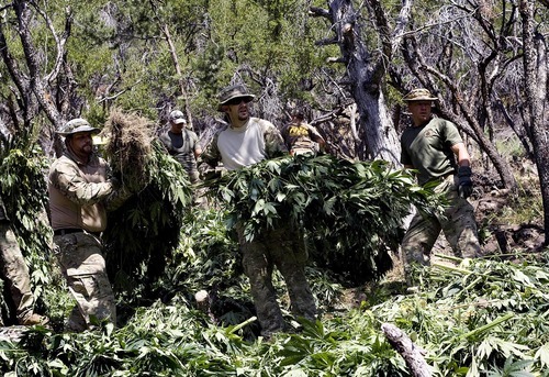 Djamila Grossman  |  The Salt Lake Tribune

Law enforcement officials remove marijuana plants grown illegally in the Fishlake National Forest near Beaver on Thursday, Aug. 18, 2011. Several agencies were involved in the operation. No growers were arrested.