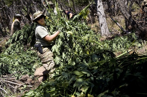 Djamila Grossman  |  The Salt Lake Tribune

Kelly Quernemoen, a special agent with the Drug Enforcement Agency, and other law enforcement officials gather marijuana plants during a pot bust in the Fishlake National Forest near Beaver on Thursday, Aug. 18, 2011. Several agencies were involved in the operation. No growers were arrested.