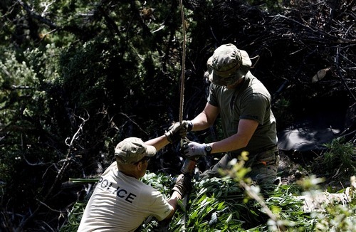 Djamila Grossman  |  The Salt Lake Tribune

Law enforcement officials hook a net filled with marijuana plants to a helicopter after a pot bust in the Fishlake National Forest near Beaver on Thursday, Aug. 18, 2011. Several agencies were involved in the operation. No growers were arrested.