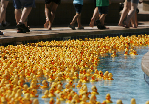 Francisco Kjolseth  |  The Salt Lake Tribune
The Make-A-Wish Foundation of Utah raises $10,000 putting on a rubber ducky for $6 at the Lindon Aquatics Center on Saturday, August 20, 2011. The ducks raced down the lazy river with the grand prize winner taking home a $15,000 car credit to any Mark Miller Auto Group Dealership.