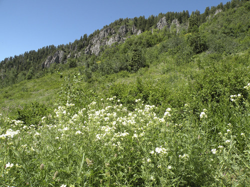 Erin Alberty | The Salt Lake Tribune
Ridge between Neff's Canyon and Millcreek Canyon,  Salt Lake County, Aug. 6, 2011.