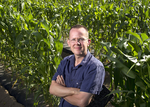 Courtesy Mark A. Philbrick  |  BYU
Clinton Whipple, assistant professor of biology at BYU, published a study identifying functions of a gene that may have helped transform a wild grass called 