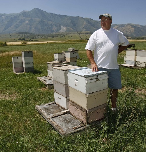 Trent Nelson  |  The Salt Lake Tribune
Martin James and his family produce a unique Honey Wine Vinegar at their Slide Ridge farm in Mendon.