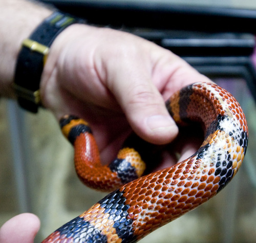 STEVE GRIFFIN  |  Tribune File Photo
A Sinaloan milk snake at a reptile rescue operated by Jim Dix out of his West Valley City home, which is set to be bulldozed by the state to clear a path for the Mountain View Corridor.