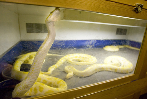 STEVE GRIFFIN  |  Tribune File Photo
Albino pythons move around in their pen at a reptile rescue shelter operated by Jim Dix out of his West Valley City home. Dix acts as a valley-wide varmint catcher and home zookeeper, while also touring local animal shelters to collect reptiles on the verge of being euthanized.