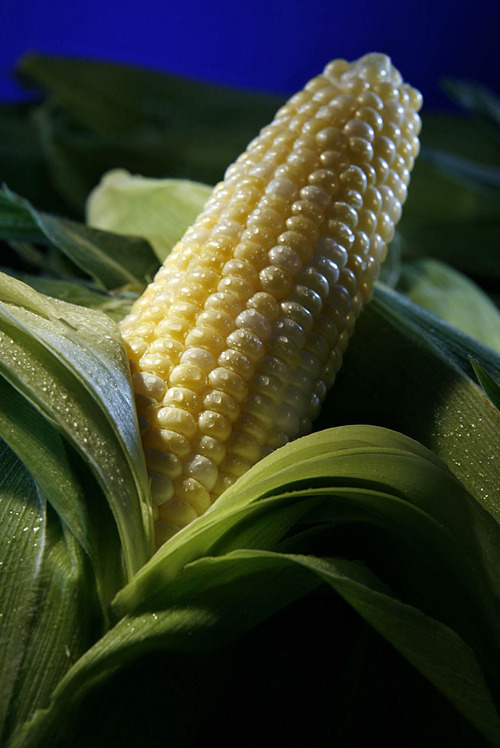 Francisco Kjolseth  |  The Salt Lake Tribune
Now through the end of September, fresh corn is plentiful at farmer's markets.