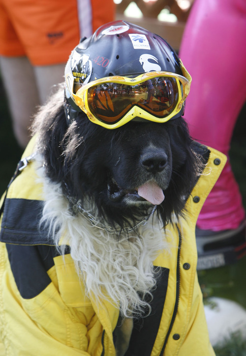 Francisco Kjolseth  |  The Salt Lake Tribune
Kessler the dog joins the costume competion following the Yeti Pass Skootch'n Dash at the Downtown Farmer's Market on Saturday, September, 3, 2011.