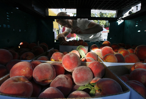 Francisco Kjolseth  |  The Salt Lake Tribune
Scotty Smith, with Smiths Orchards in Provo, pulls more peaches out for customers during a busy morning at the Downtown Farmers Market in Salt Lake City on Saturday. Wet spring weather is to blame for fewer peaches and a crop that is maturing later in the season.