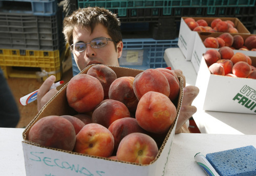 Francisco Kjolseth  |  The Salt Lake Tribune
Sam Parkinson prices out boxes of peaches at the Smith Orchards tent at the Salt Lake City Farmers Market on Saturday. Wet spring weather is to blame for fewer peaches and a crop that is maturing later in the season. But prices are apparently stable.