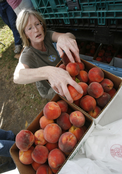 Francisco Kjolseth  |  The Salt Lake Tribune
Ginny Smith, one of the owners of Smith Orchard in Provo, pulls some of the remaining harvest for the day during a busy morning at the Salt Lake City Farmer's Market on Saturday. Wet spring weather is to blame for fewer peaches and a crop that is maturing later in the season.