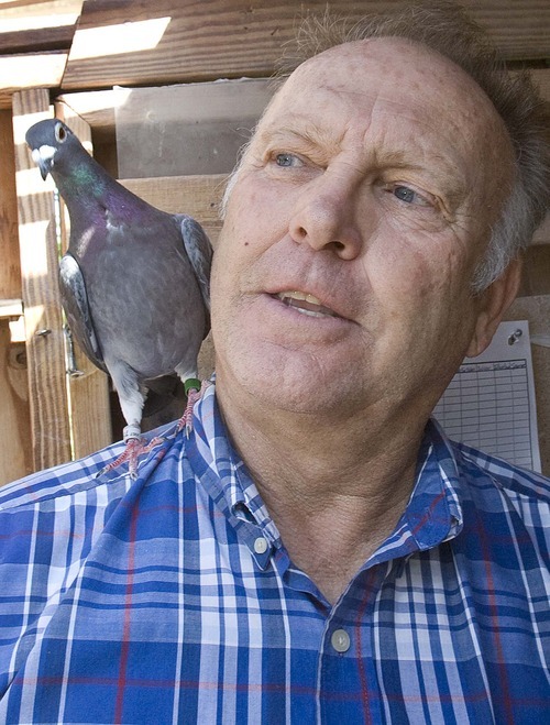 PAUL FRAUGHTON  |  The Salt Lake Tribune
Ron Larrabee with one of the dozens of racing pigeons that he keeps at his home in Cottonwood Heights. His hobby now is legal in this southeastern Salt Lake Valley city.