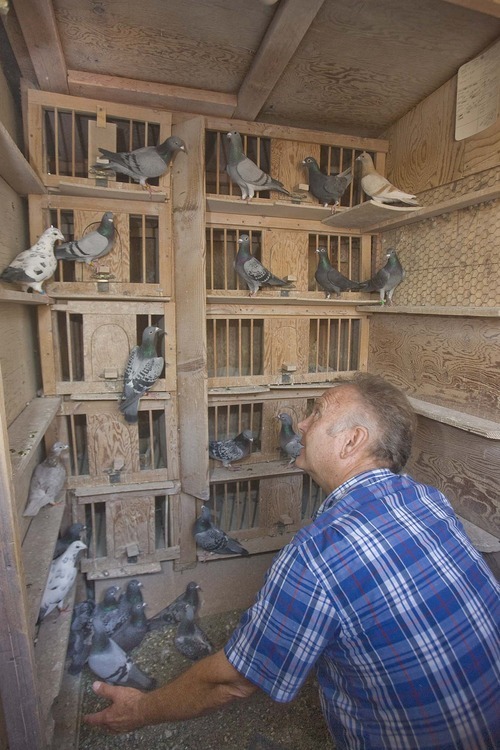 PAUL FRAUGHTON  |  The Salt Lake Tribune
Ron Larrabee tends to some of his racing pigeons that he keeps at his home in Cottonwood Heights.