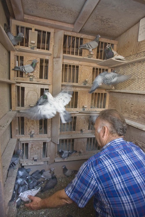 PAUL FRAUGHTON  |  The Salt Lake Tribune
Ron Larrabee tends to some of the dozens of racing pigeons that he keeps at his home  in Cottonwood Heights.