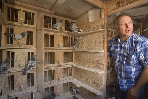 PAUL FRAUGHTON  |  The Salt Lake Tribune
Ron Larrabee tends to some of his racing pigeons that he keeps at his home  in Cottonwood Heights.