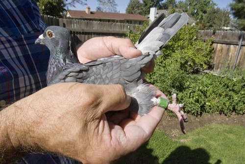 PAUL FRAUGHTON  |  The Salt Lake Tribune
Ron Larrabee shows off the leg band on one of his pigeons. The band contains a micro chip that records the exact moment the bird returns to its coop.