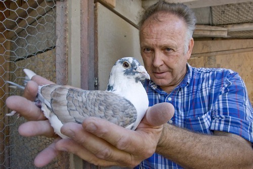 PAUL FRAUGHTON  |  The Salt Lake Tribune
Ron Larrabee shows off one of the more colorful of his dozens of racing pigeons.