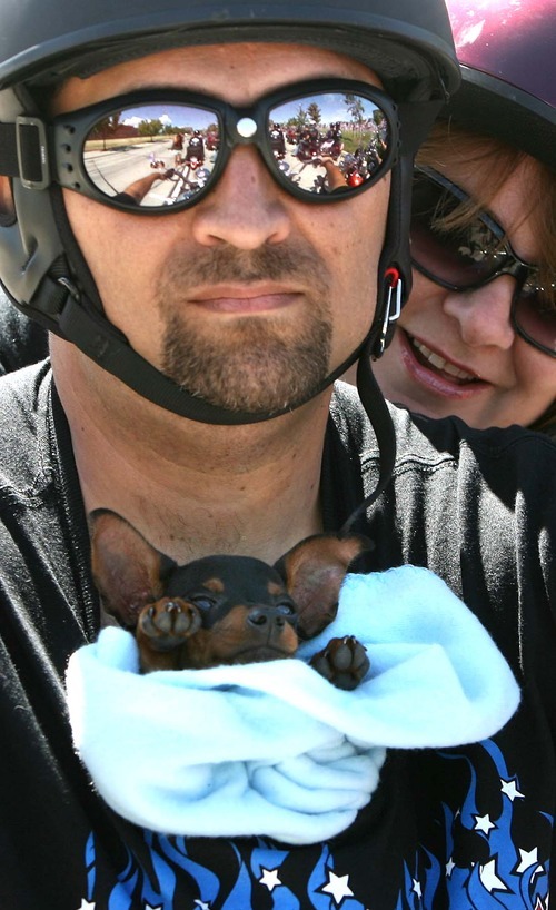 Leah Hogsten  |  The Salt Lake Tribune
2011 Fire Rider Tom Johnson and his fiancee Felicia Pappas ride to Ogden with Johnson's new puppy 
