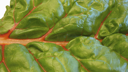 Lesli J. Neilson  |  The Salt Lake Tribune

Swiss chard comes in a variety of colors, from red-veined ribs to yellow to orange to pink, the leaves are always a deep green. Though a tinge bitter when eaten raw, chard will become more subtle and akin to spinach when cooked.