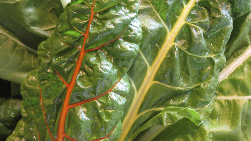 Lesli J. Neilson  |  The Salt Lake Tribune

Swiss chard comes in a variety of colors, from red-veined ribs to yellow to orange to pink, the leaves are always a deep green. Though a tinge bitter when eaten raw, chard will become more subtle and akin to spinach when cooked.