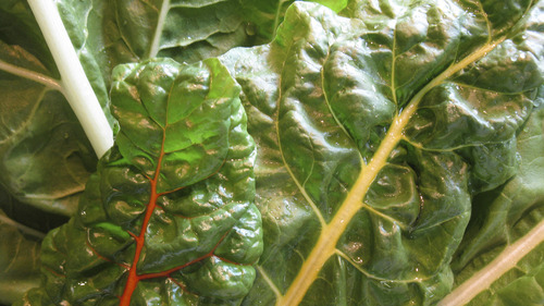 Lesli J. Neilson  |  The Salt Lake Tribune

Swiss chard comes in a variety of colors, from red-veined ribs to yellow to orange to pink, the leaves are always a deep green. Though a tinge bitter when eaten raw, chard will become more subtle and akin to spinach when cooked.