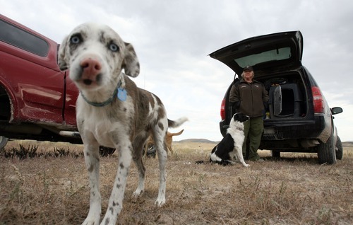 Steve Griffin  |  The Salt Lake Tribune
Cadaver dogs from several law enforcement agencies in the state are unloaded as they get ready to search for the body of Susan Powell in an area around Topaz Mountain in Juab County about 40 miles north west of Delta, Utah Wednesday, September 14, 2011.
