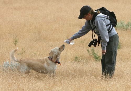 Steve Griffin  |  The Salt Lake Tribune
Janarie Cammans gives her cadaver dog, Callie, a drink of water as authorities continue to search for Susan Powell in the area around Topaz Mountain in Juab County about 40 miles northwest of Delta on Wednesday.