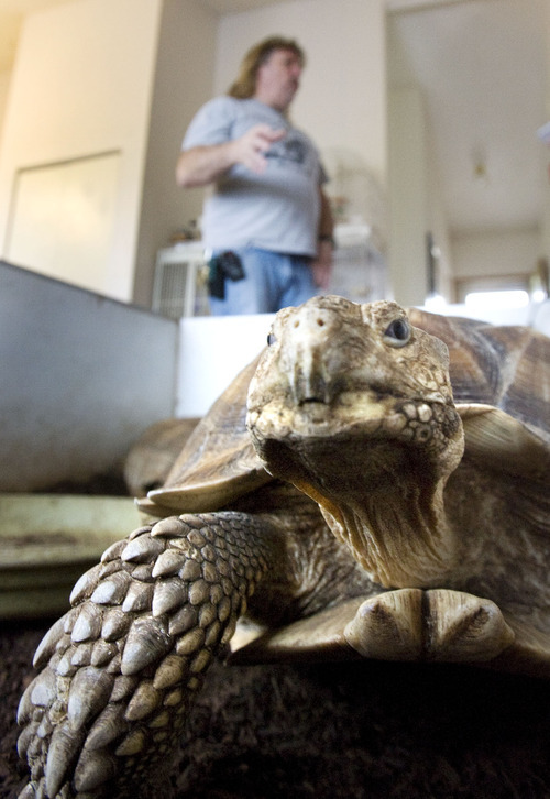 Steve Griffin  |  Tribune file photo

An African spur thigh tortoise takes an interest in the camera in April at a reptile rescue shelter operated by Jim Dix, background, out of his West Valley City home.