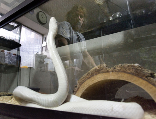 Steve Griffin  |  Tribune file photo

A Leucistic rat snake climbs up its aquarium at a reptile rescue shelter operated by Jim Dix in April.