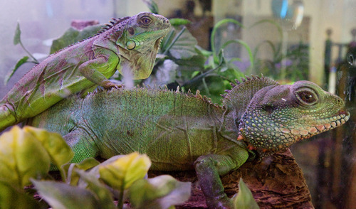 Steve Griffin  |  Tribune file photo

A pair of iguanas are shown at a reptile rescue shelter operated by Jim Dix out of his West Valley City home in April.