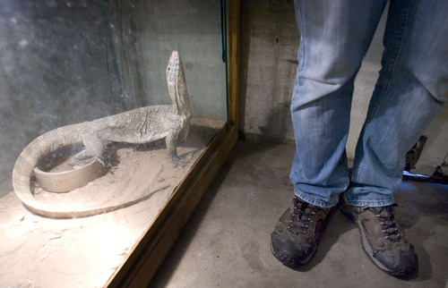 Steve Griffin  |  Tribune file photo

An aggressive monitor lizard keeps an eye on Jim Dix in April at the reptile rescue shelter he operates out of his West Valley City home.