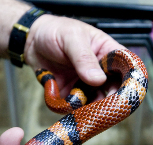 STEVE GRIFFIN  |  Tribune File Photo

A Sinaloan milk snake lives at a reptile rescue operated by Jim Dix out of his West Valley City home.