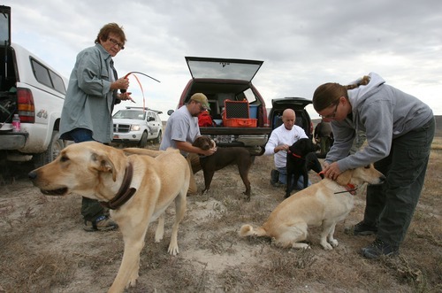 Steve Griffin  |  The Salt Lake Tribune

Cadaver dogs from several law enforcement agencies in the state are unloaded Wednesday, Sept. 14, 2011, as they get ready to search for the body of Susan Powell in an area around Topaz Mountain in Juab County about 40 miles north west of Delta.