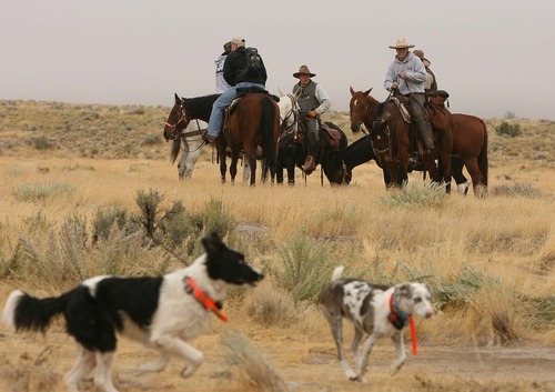Leah Hogsten | The Salt Lake Tribune
Cadaver search dogs play near seven horseman from Juab County Search and Rescue that combed a wider path for artifacts along the ridgeline where human remains were found in the Topaz Mountain area. West Valley City Police and forensics investigators were joined by Juab County Search and Rescue horsemen Saturday, September 17 2011 in their resumed search in the Topaz Mountain are for the remains believed to be that of missing West Valley City woman Susan Cox Powell.