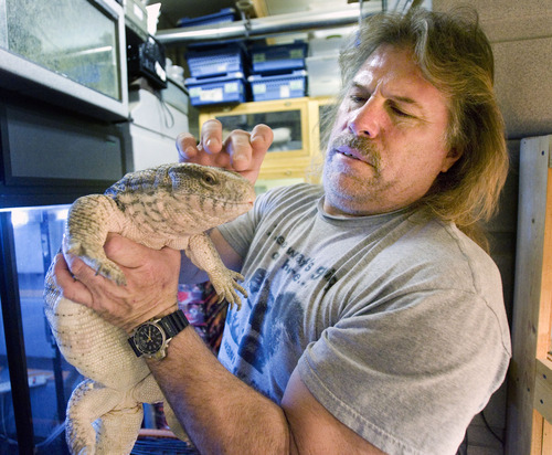 STEVE GRIFFIN  |  Tribune File Photo
Jim Dix holds a monitor lizard that he nursed back to health and now lives in his reptile rescue shelter he operates out of his West Valley City home, which is set to be bulldozed by the state to clear a path for the Mountain View Corridor.