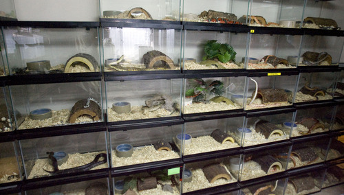 Steve Griffin  |  Tribune file photo

Several species of snakes are shown in April at reptile rescue shelter operated by Jim Dix out of his West Valley City home.