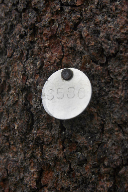 Rick Egan  | The Salt Lake Tribune 

Whitebark pine No. 6580 at Jackson Hole Mountain Resort is a candidate for 