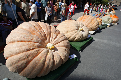 Francisco Kjolseth  |  The Salt Lake Tribune
People gather around the giant pumpkins on display as part of the second annual Harvest Festival at Thanksgiving Point in Lehi on Saturday. The pumpkin at left, grown by Matt McConkie, broke the state record, weighing in at 1,600 pounds.