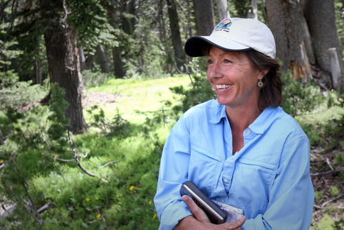 Rick Egan  | The Salt Lake Tribune 

Jodie Canfield, Gallatin National Forest biologist, is studying how well whitebark pine near Cooke City, Mont., will respond to thinning. The tree, a keystone species because it holds snowpack and feeds wildlife, is declining rapidly. Wednesday, August 3, 2011.