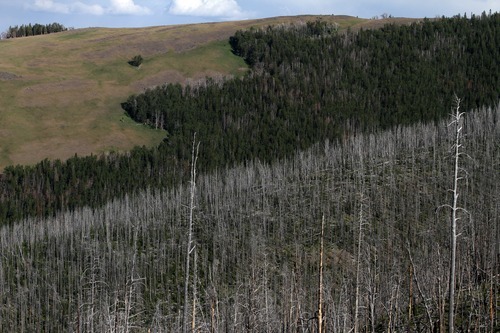 Rick Egan  | The Salt Lake Tribune 

Dead trees in Yellowstone National Park. Monday, August 1, 2011.