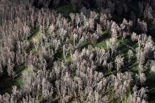 Rick Egan  | The Salt Lake Tribune 

Whitebark pine have succumbed to mountain pine beetles through the Gros Ventre area east of Jackson Hole, Wyo., Monday, August 1, 2011.