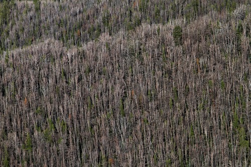 Rick Egan  | The Salt Lake Tribune 

Whitebark pine have succumbed to mountain pine beetles through the Gros Ventre area east of Jackson Hole, Wyo., Monday, August 1, 2011.