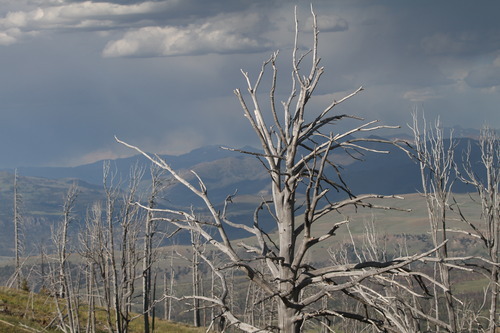 Rick Egan  | The Salt Lake Tribune 

Dead whitebark pines in Yellowstone National Park. Monday, August 1, 2011.