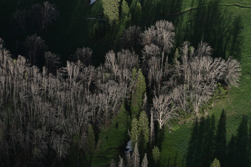 Rick Egan  | The Salt Lake Tribune 

Whitebark pine have succumbed to mountain pine beetles through the Gros Ventre area east of Jackson Hole, Wyo., Monday, August 1, 2011.