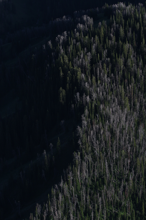 Rick Egan  | The Salt Lake Tribune 

Whitebark pine have succumbed to mountain pine beetles through the Gros Ventre area east of Jackson Hole, Wyo., Monday, August 1, 2011.